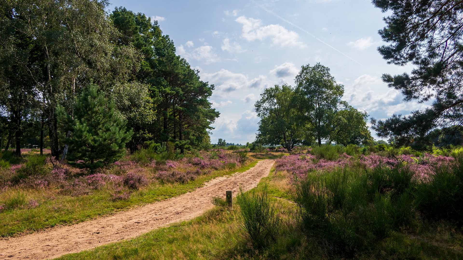 Zandpad door de bloeiende heide op de Veluwe